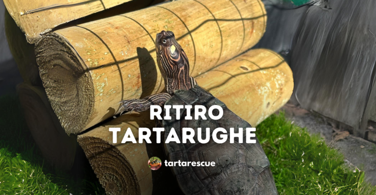 ritiro tartarughe tartarescue