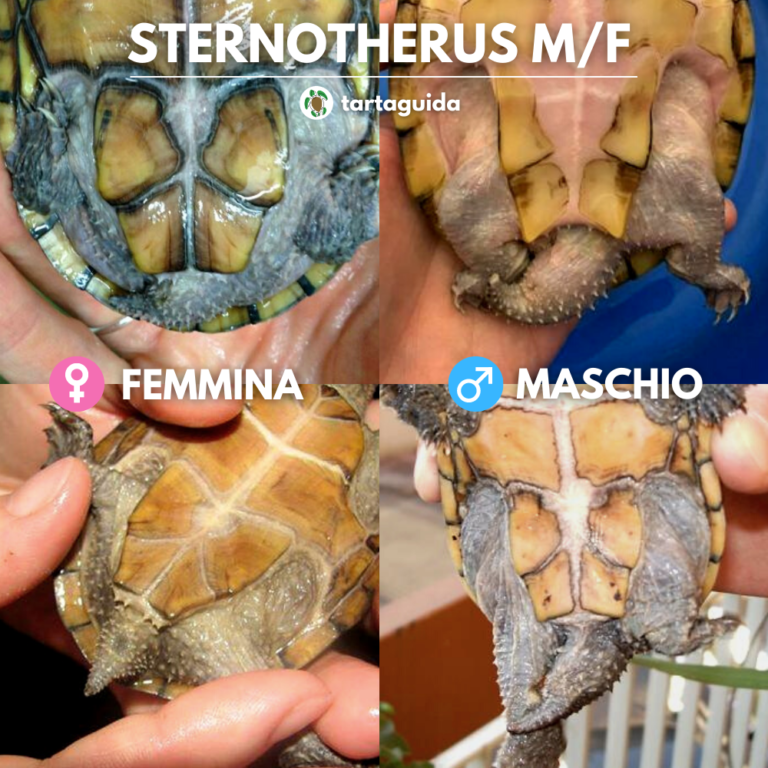 tartaruga d'acqua maschio o femmina