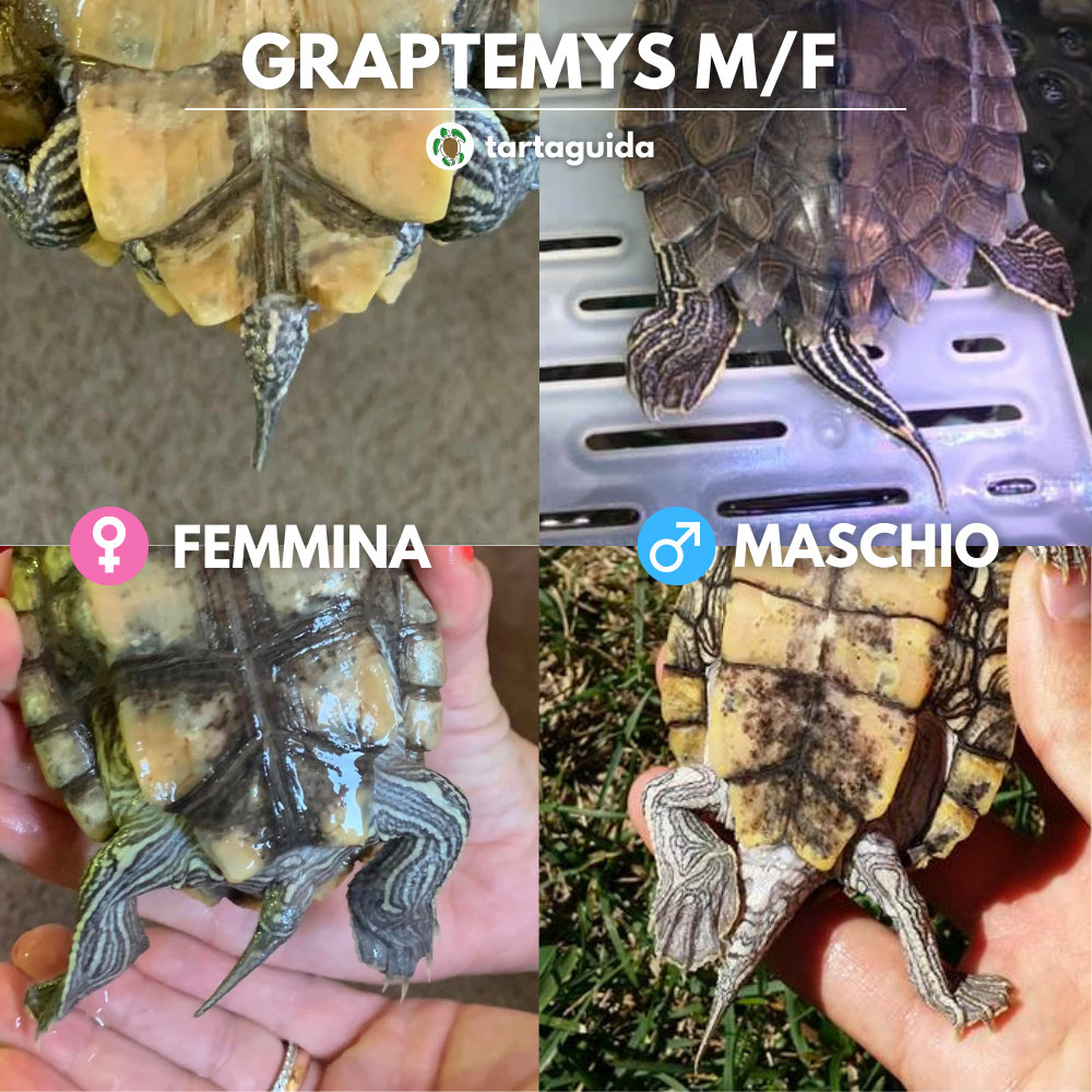 tartaruga d'acqua maschio o femmina