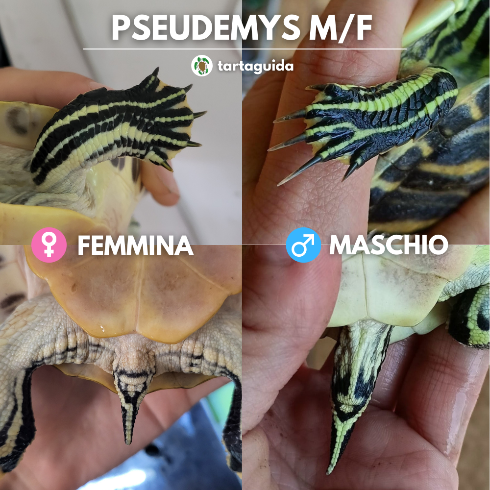 tartaruga d'acqua maschio o femmina