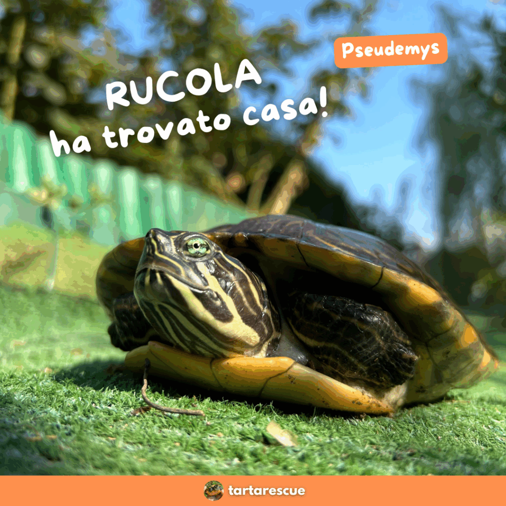 Tartarughe acquatiche in adozione