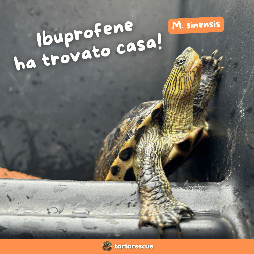 adozione tartarughe