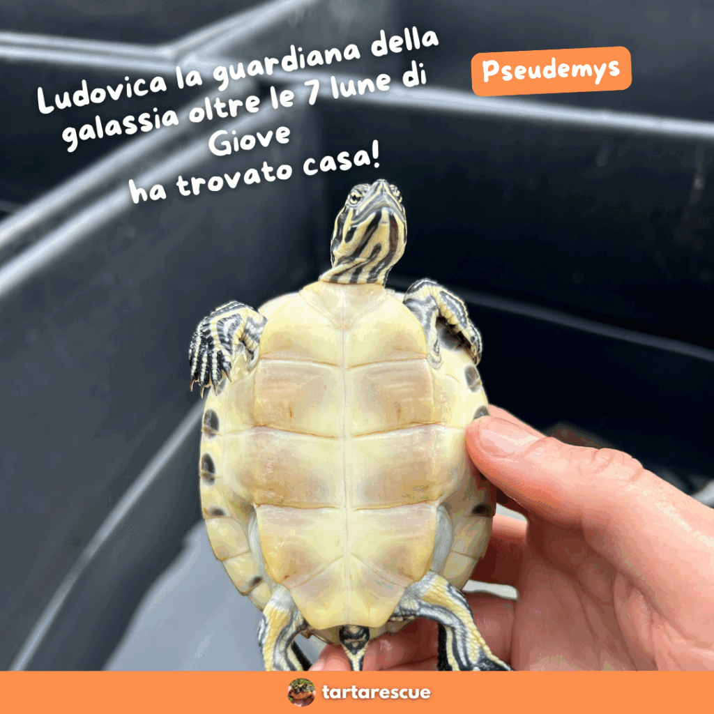 Tartarughe acquatiche in adozione