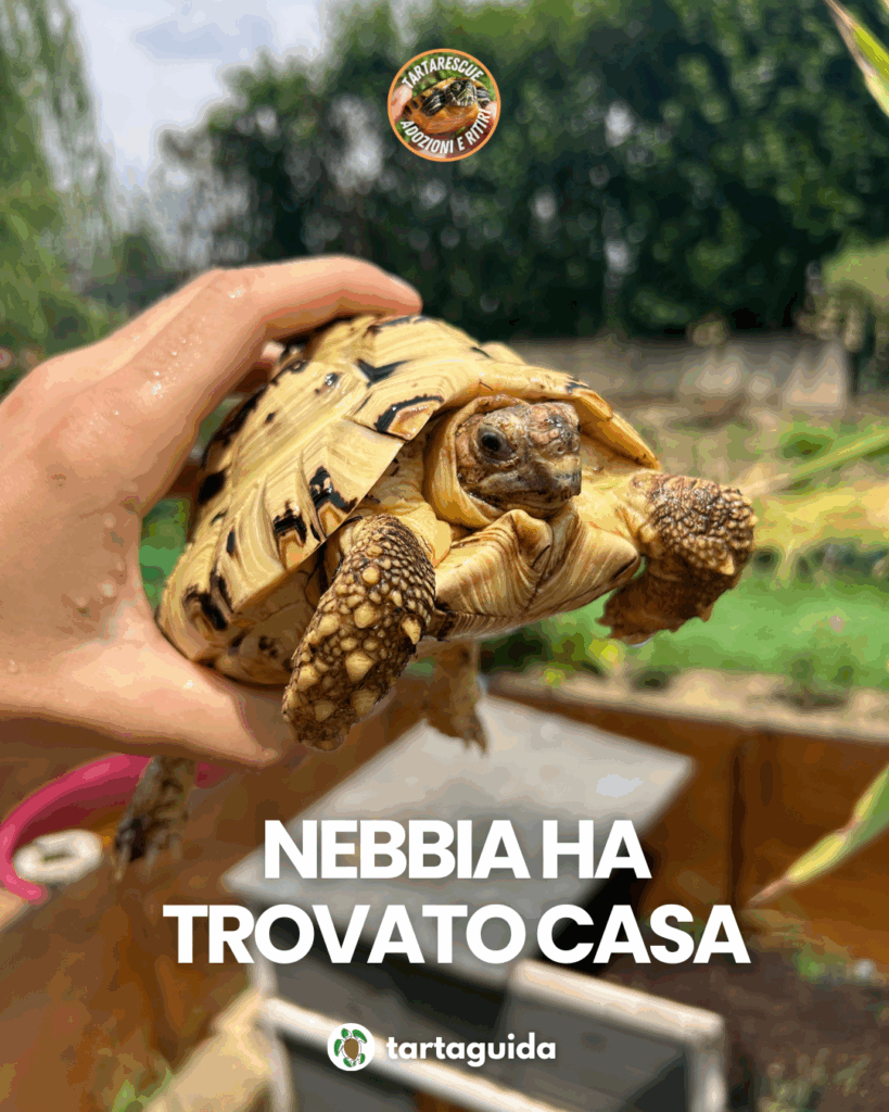 adozione tartarughe