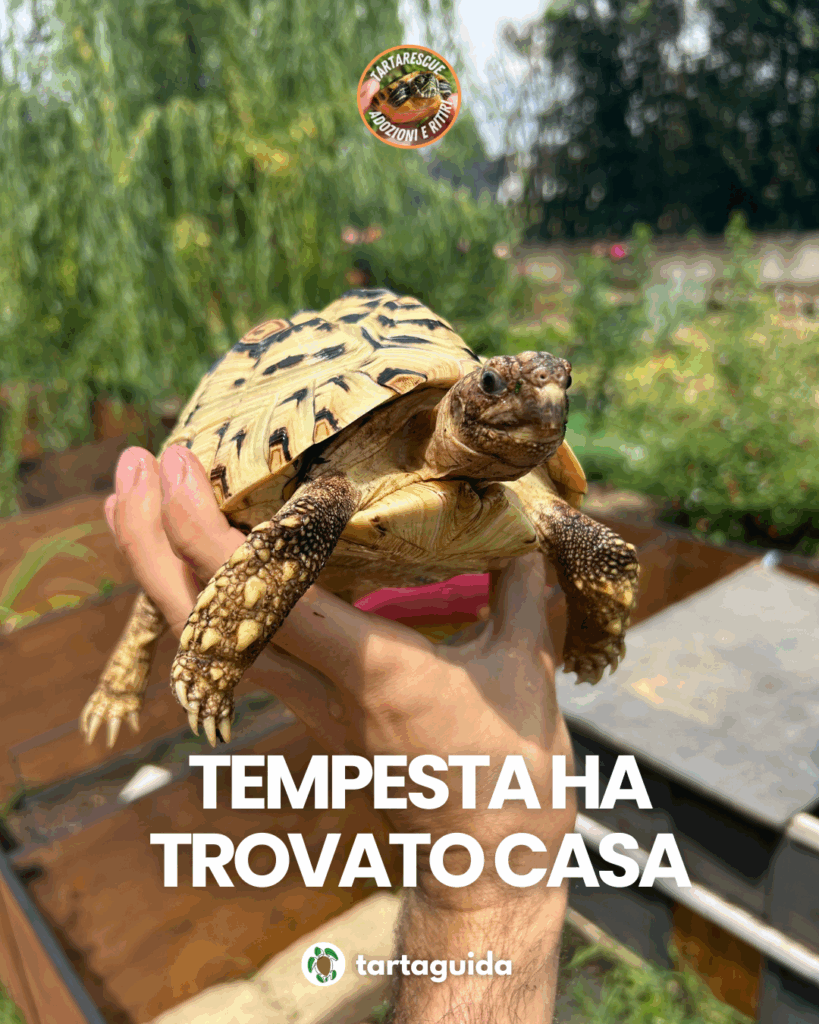 adozione tartarughe