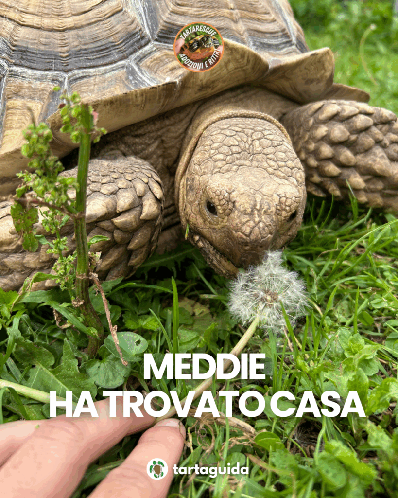adozione tartarughe