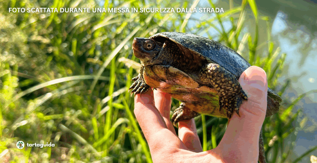 censimento emys orbiucularis