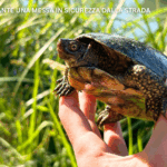 censimento emys orbiucularis