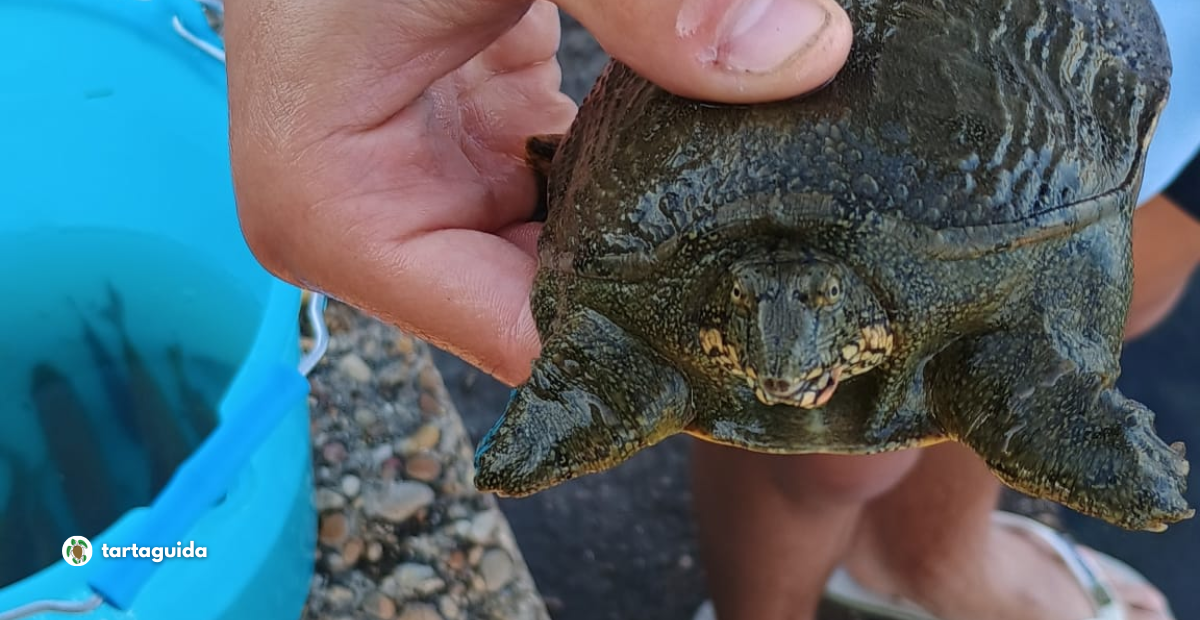 tartarughe dal guscio molle lago di bracciano