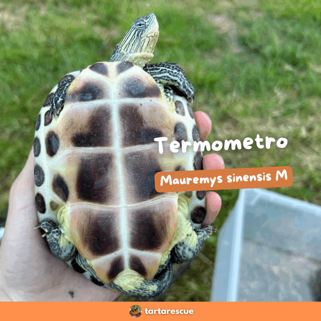 Tartarughe acquatiche in adozione