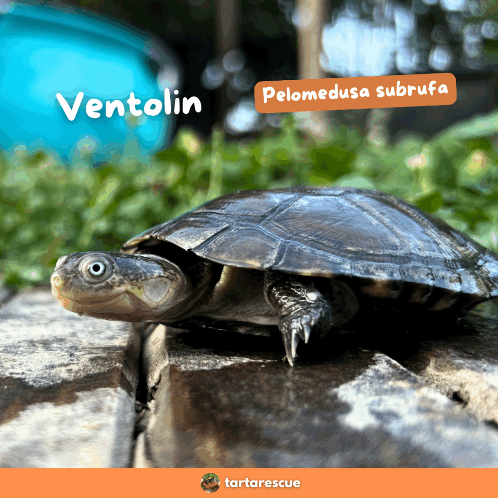 Tartarughe acquatiche in adozione