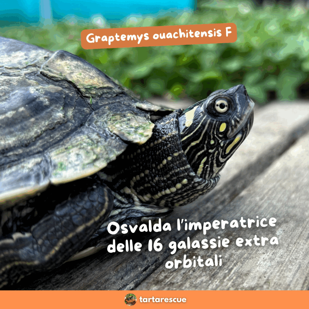 Tartarughe acquatiche in adozione