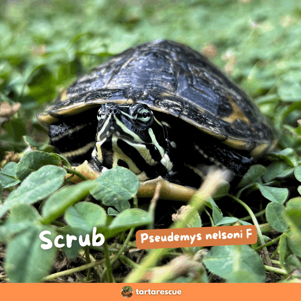 Tartarughe acquatiche in adozione