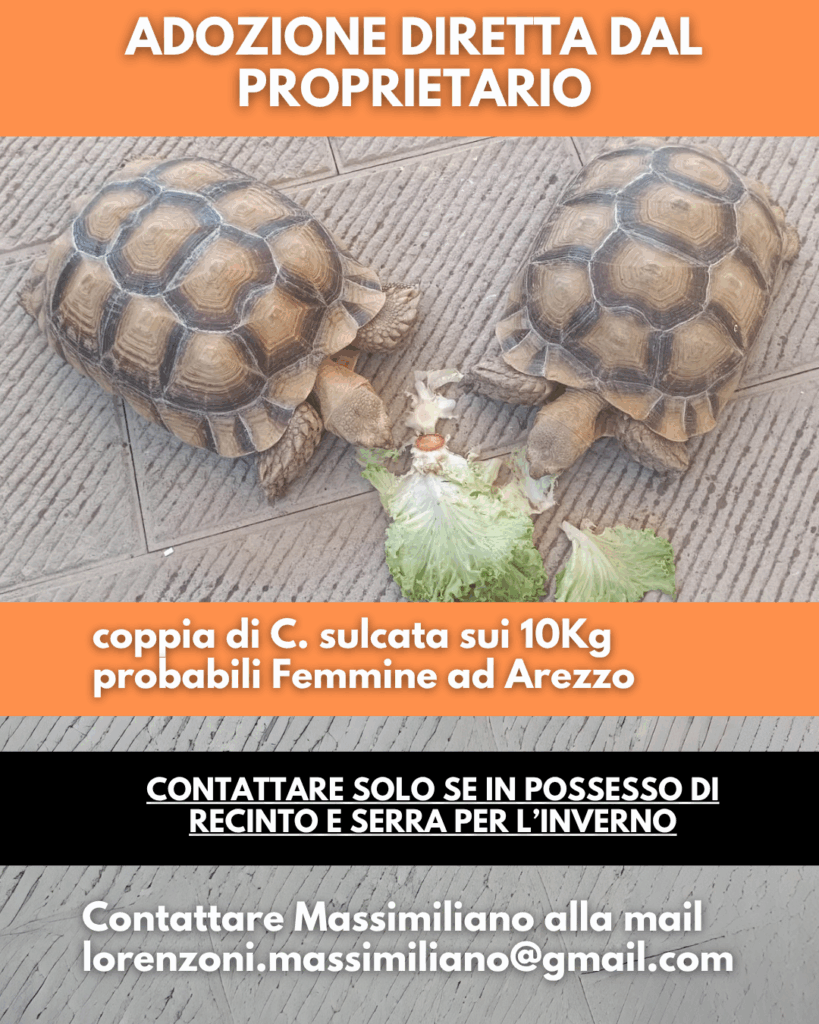 tartarughe terrestri in adozione