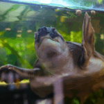 Carettochelys insculpta in rescue: lo stato di salute di Willy