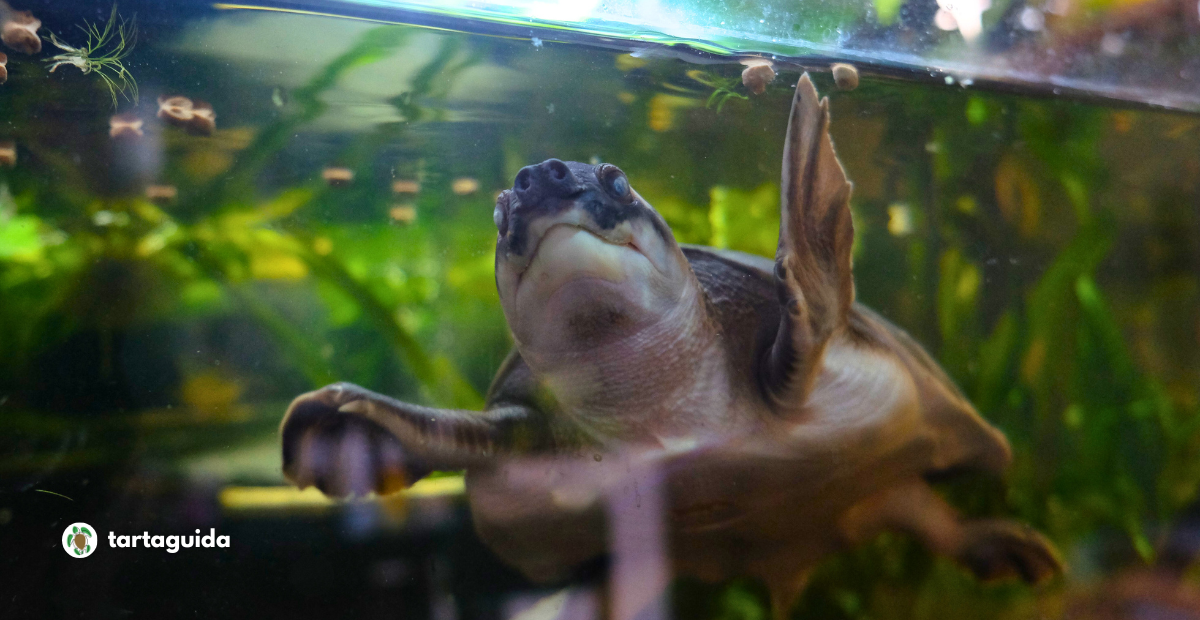Carettochelys insculpta