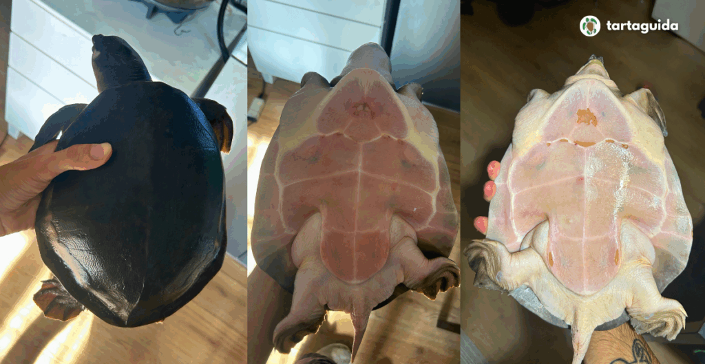 Carettochelys insculpta
