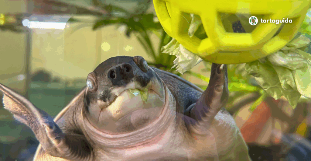 Carettochelys insculpta