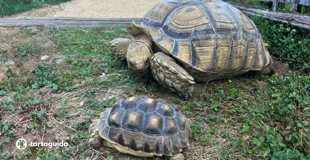 Centrochelys sulcata