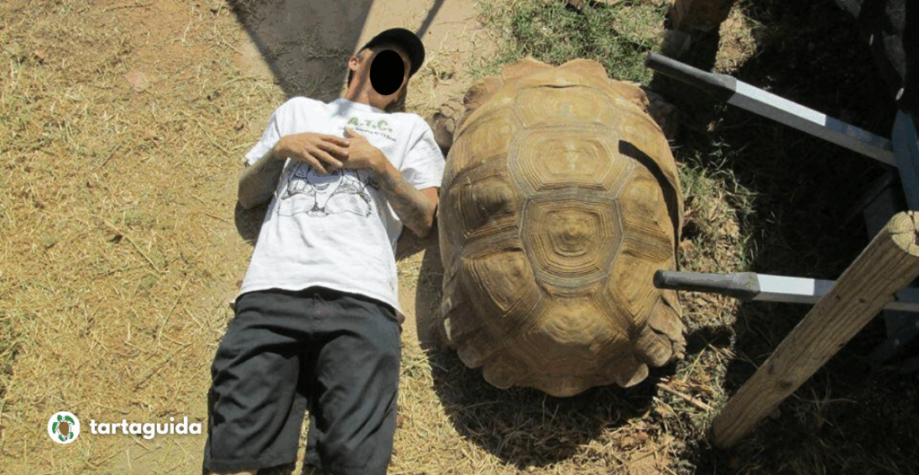 Centrochelys sulcata