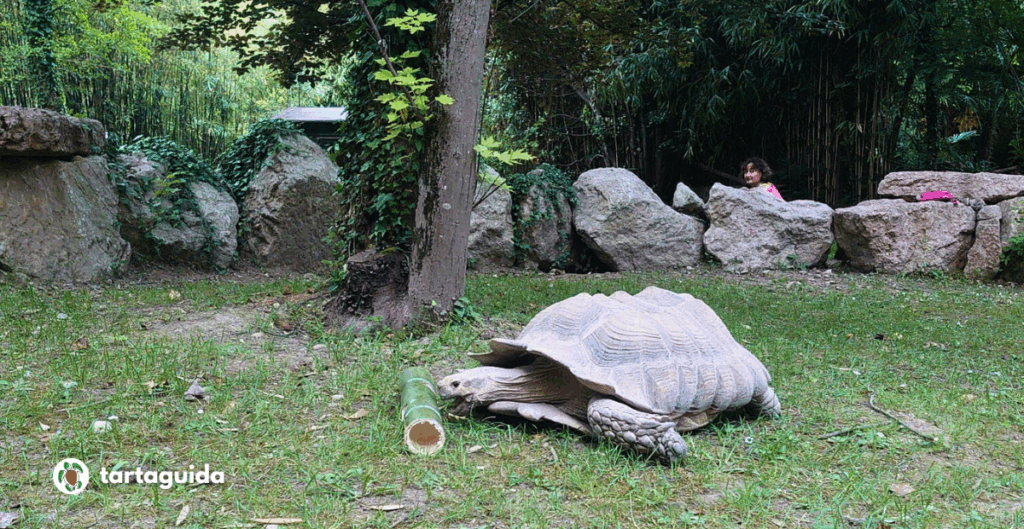 Centrochelys sulcata