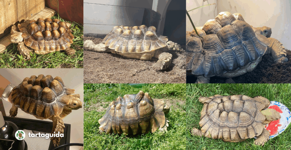 Centrochelys sulcata