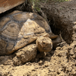 Centrochelys sulcata: perché limitarne la diffusione indiscriminata è importante
