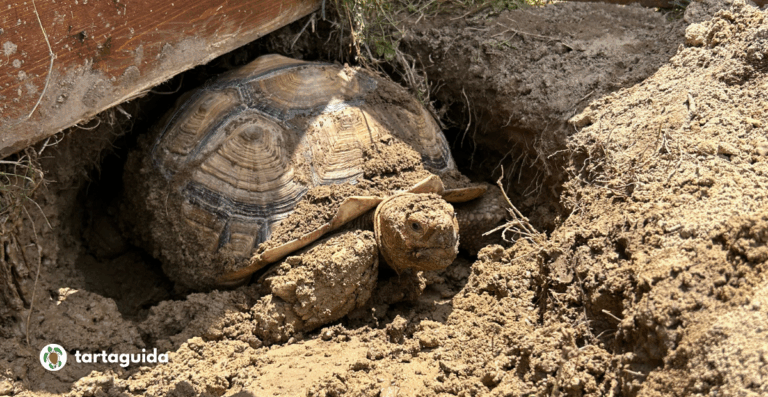 Centrochelys sulcata, geochelone