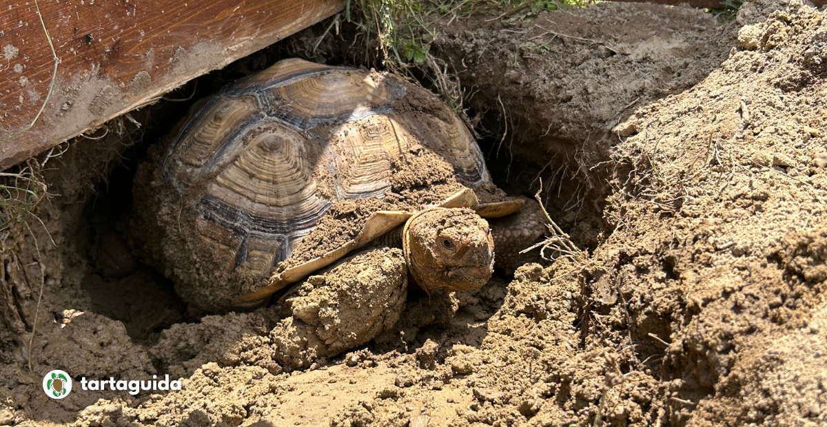 Centrochelys sulcata, geochelone