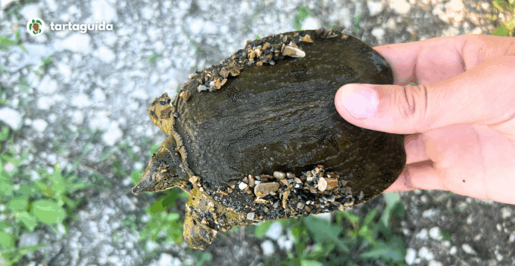 Pelodiscus variegatus invasive in italia