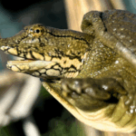 Pelodiscus variegatus invasive in italia