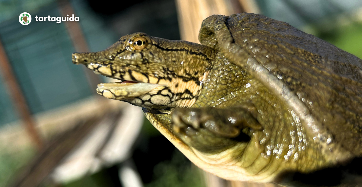 Pelodiscus variegatus invasive in italia
