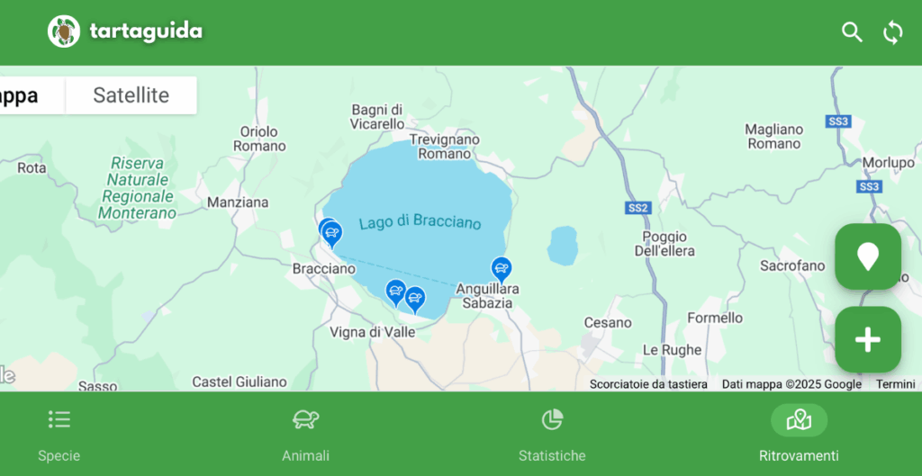 Pelodiscus variegatus nel lago di bracciano
