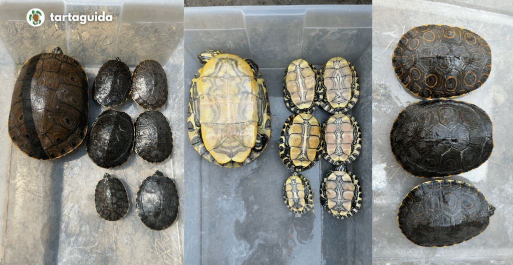 Trachemys venusta