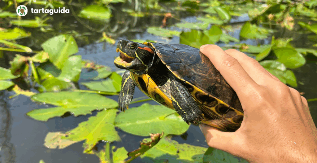 Trachemys scripta a Melegnano