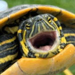 Trachemys venusta