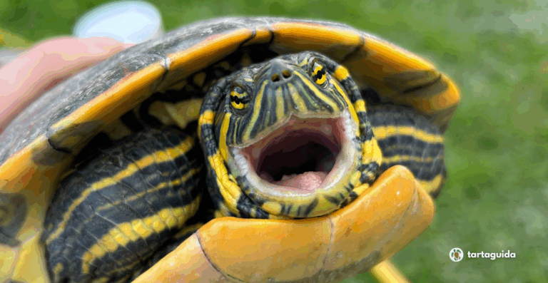 Trachemys venusta