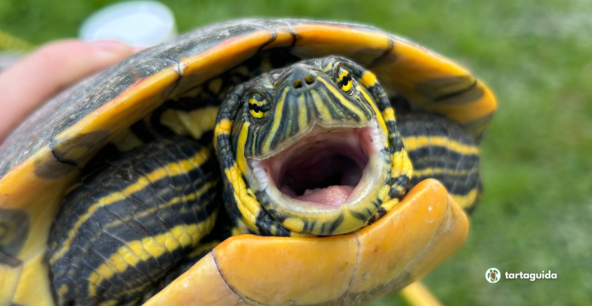 Trachemys venusta