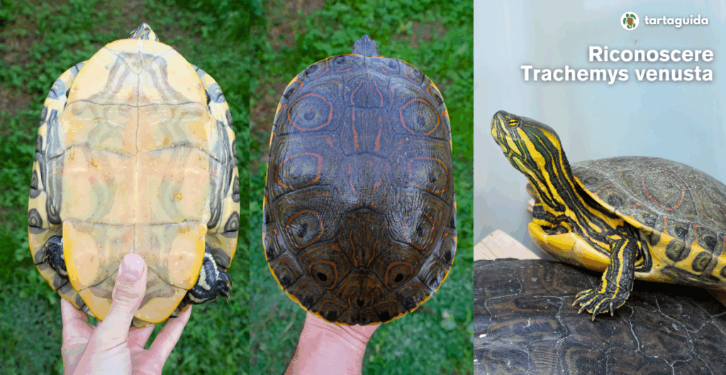 riconoscere Trachemys venusta