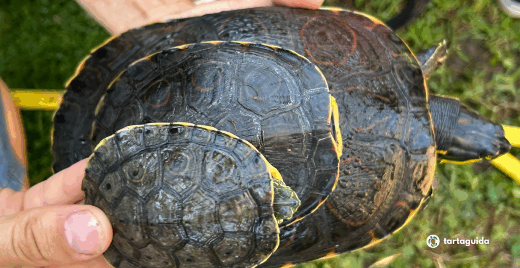 Trachemys venusta