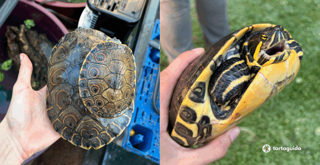 Trachemys venusta